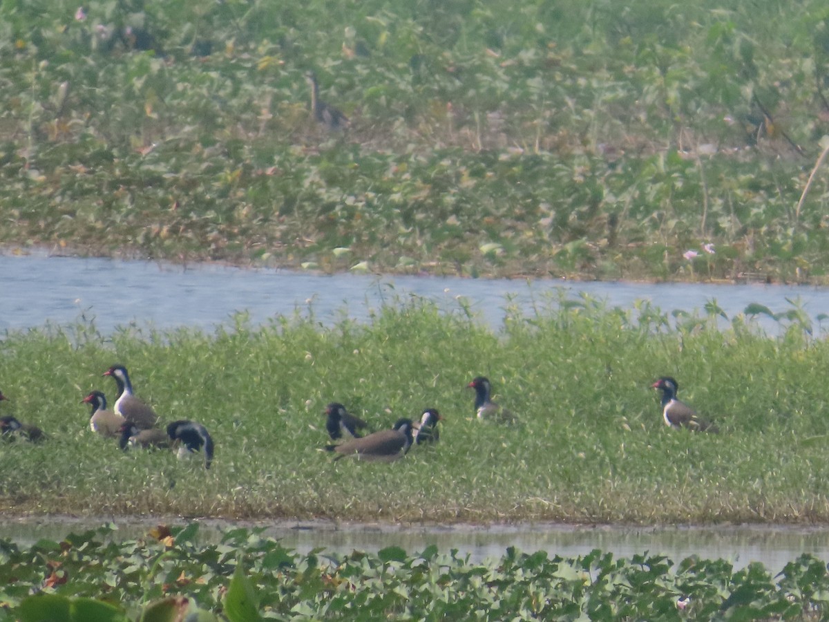 Red-wattled Lapwing - ML646082782