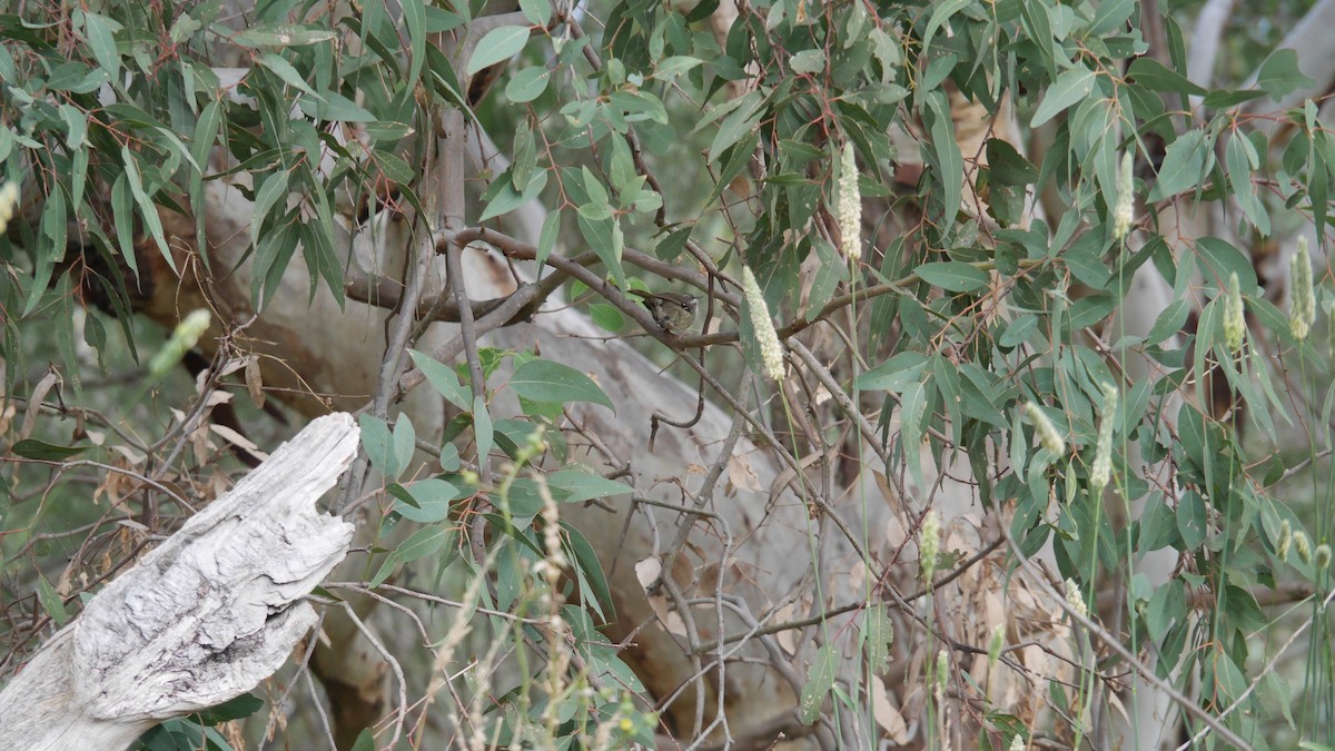 White-browed Scrubwren - ML646082784
