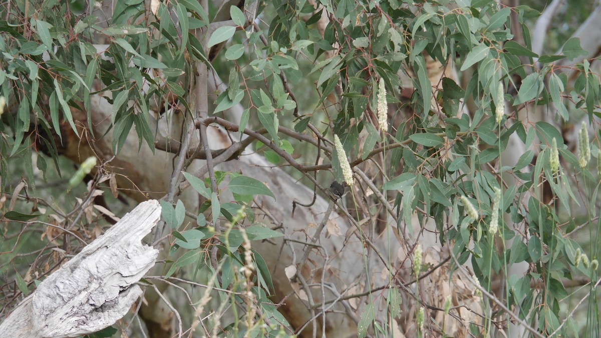 White-browed Scrubwren - ML646082785