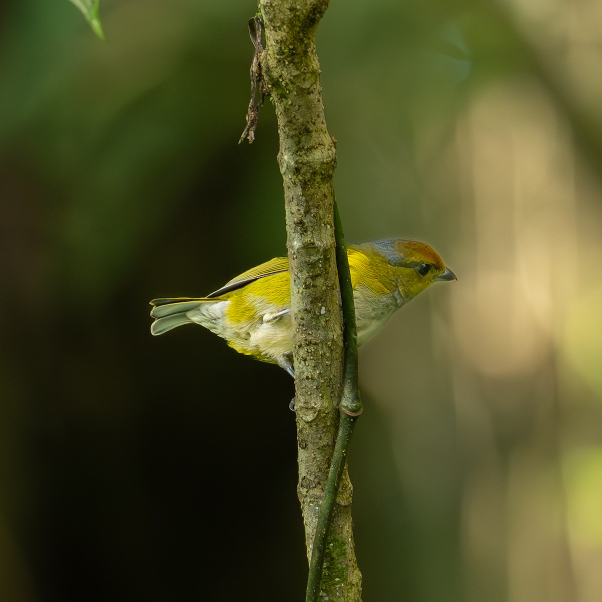 Tawny-capped Euphonia - ML646082789