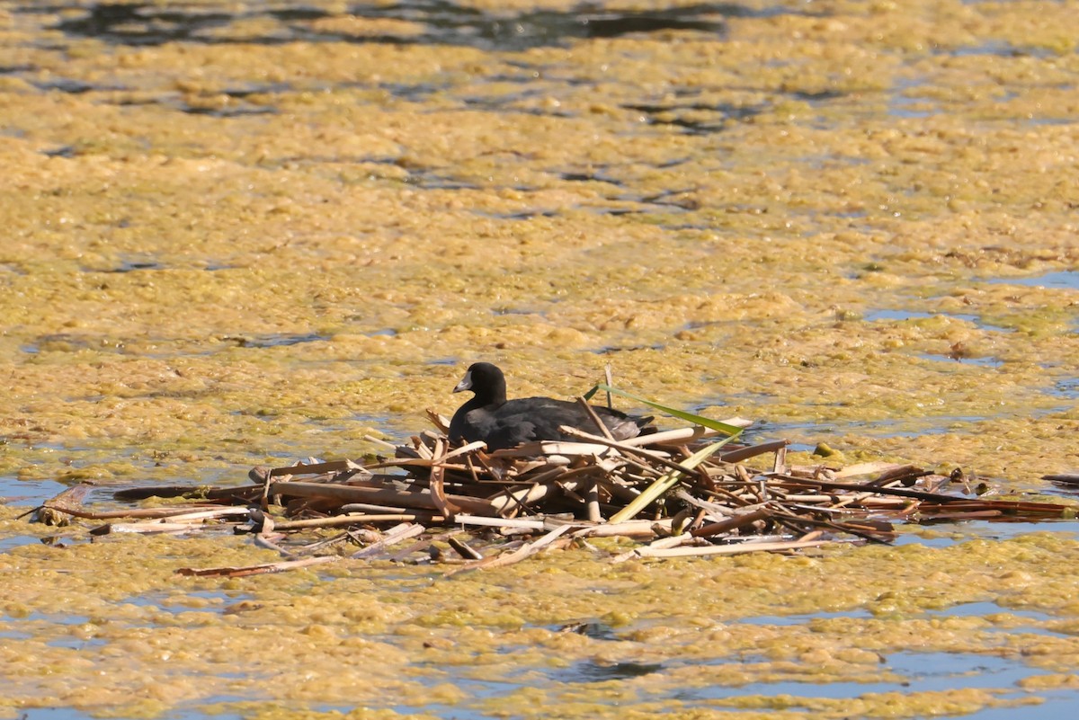 American Coot - ML646082790