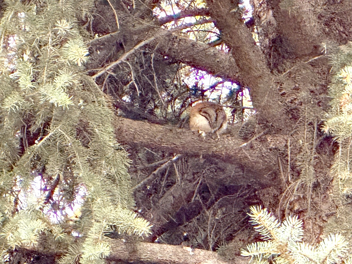 American Barn Owl - ML646082796