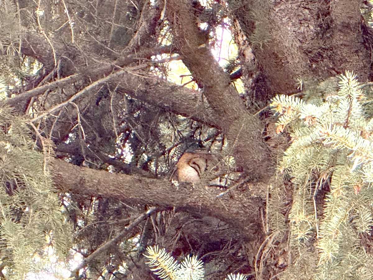 American Barn Owl - ML646082797