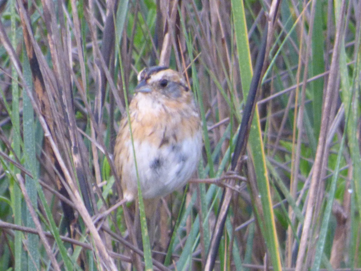 nålstjertspurv - ML646082799