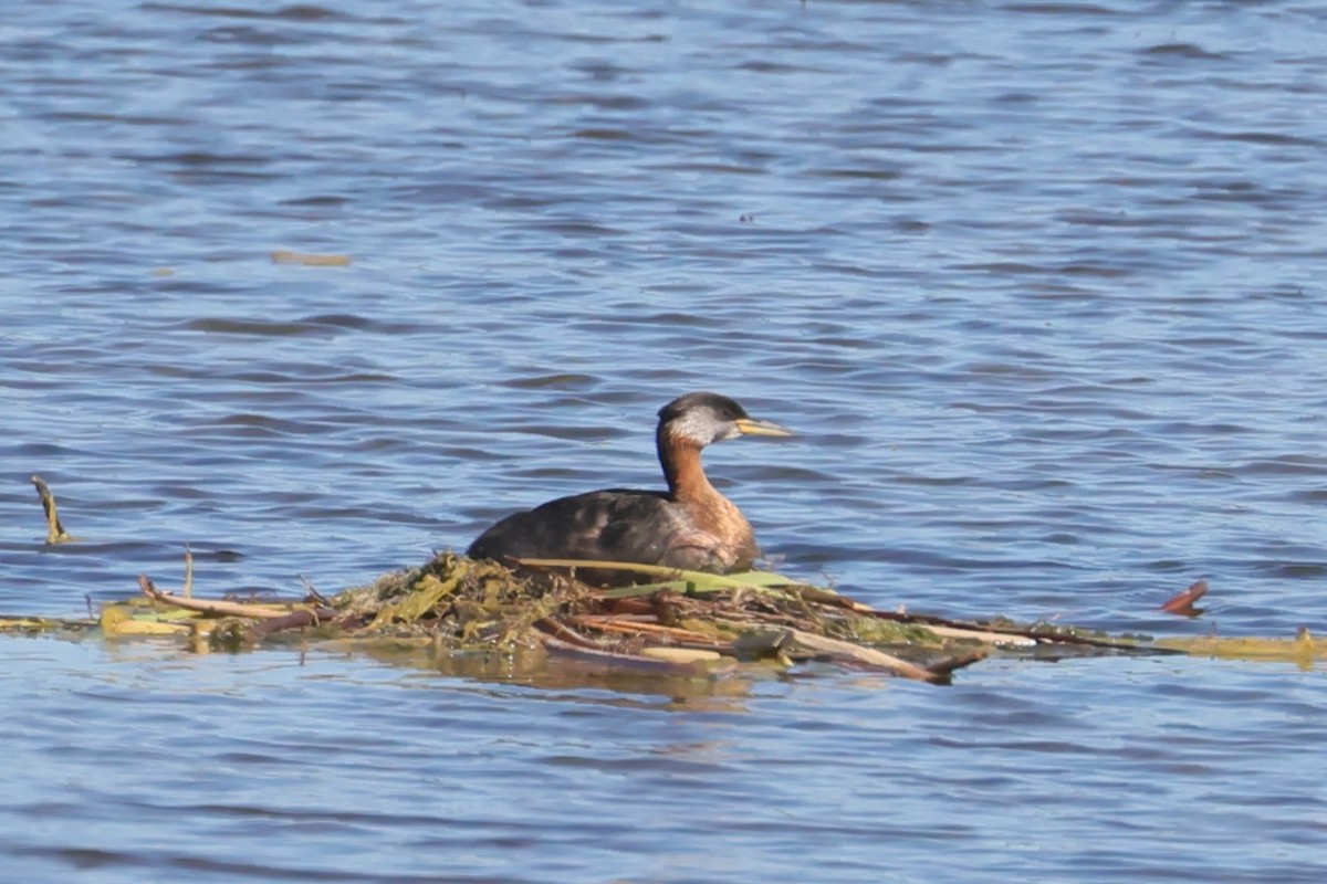 Somormujo Cuellirrojo - ML646082817