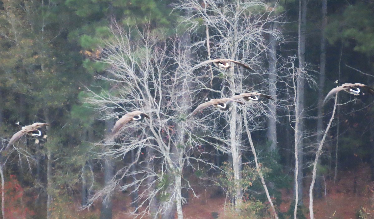 ברנטה קנדית - ML646082821