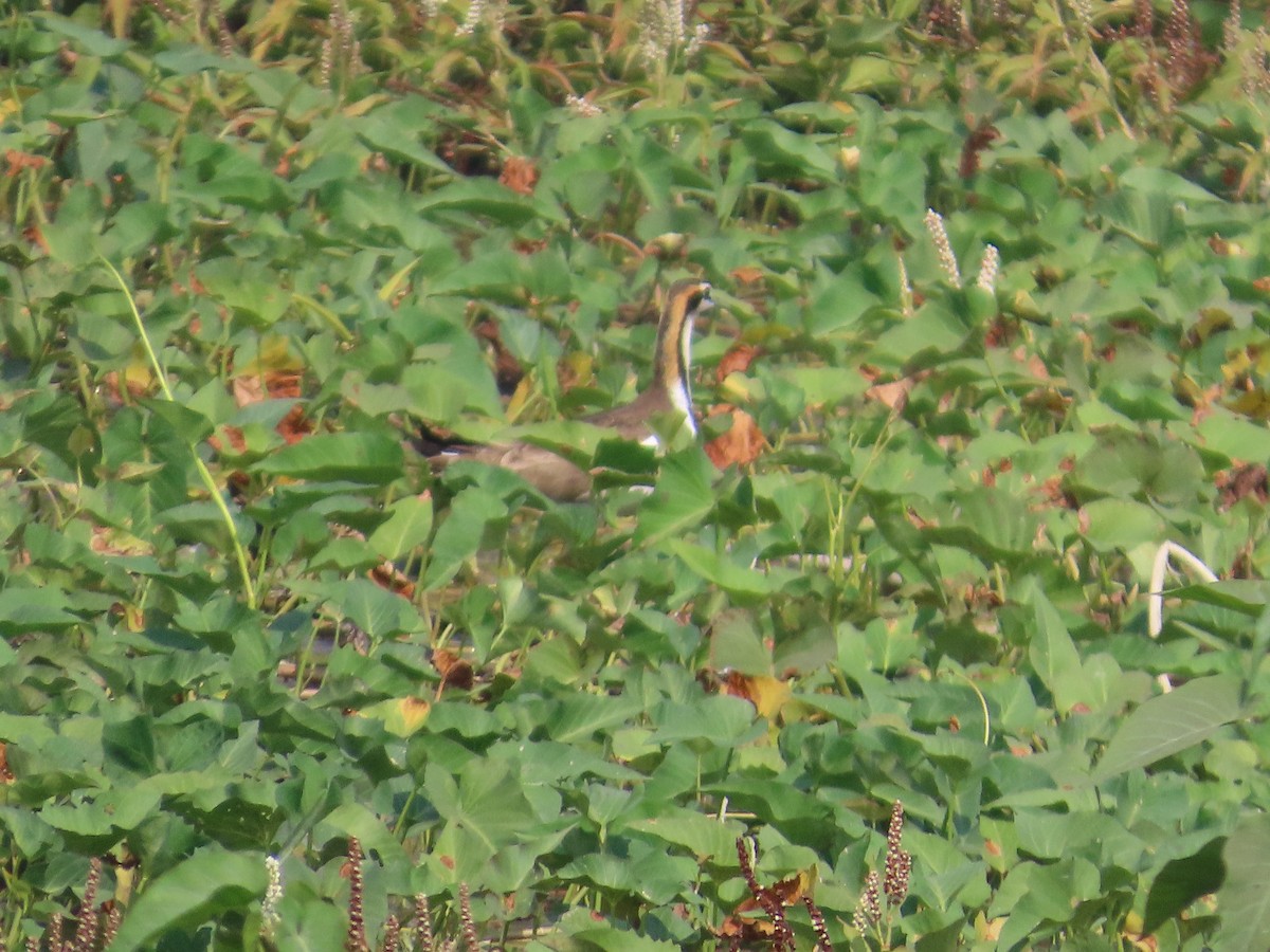 Pheasant-tailed Jacana - ML646082822