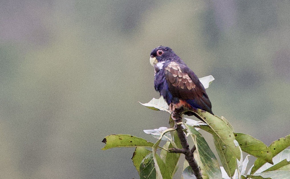 Bronze-winged Parrot - ML646082824