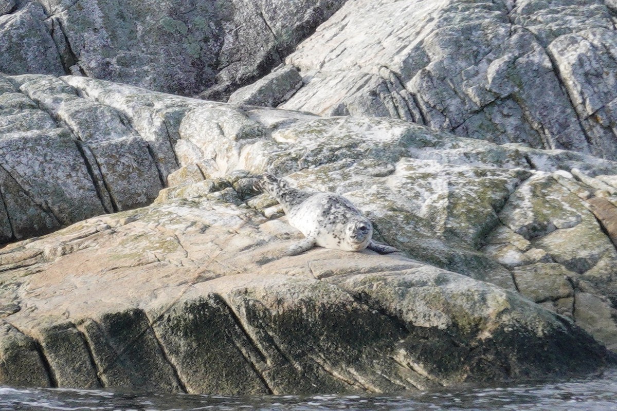 Pacific Harbor Seal - ML646082831