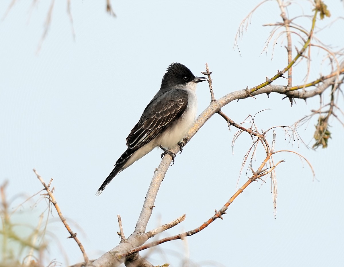 טירן מזרחי - ML646082832