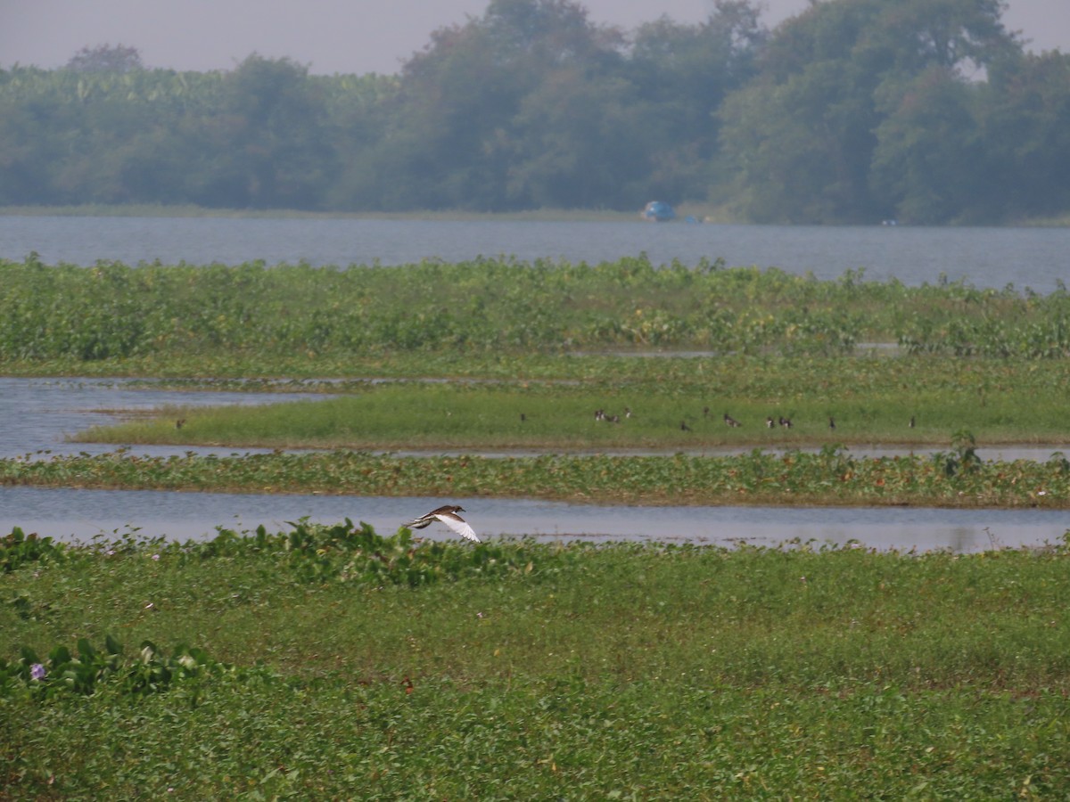 Pheasant-tailed Jacana - ML646082835