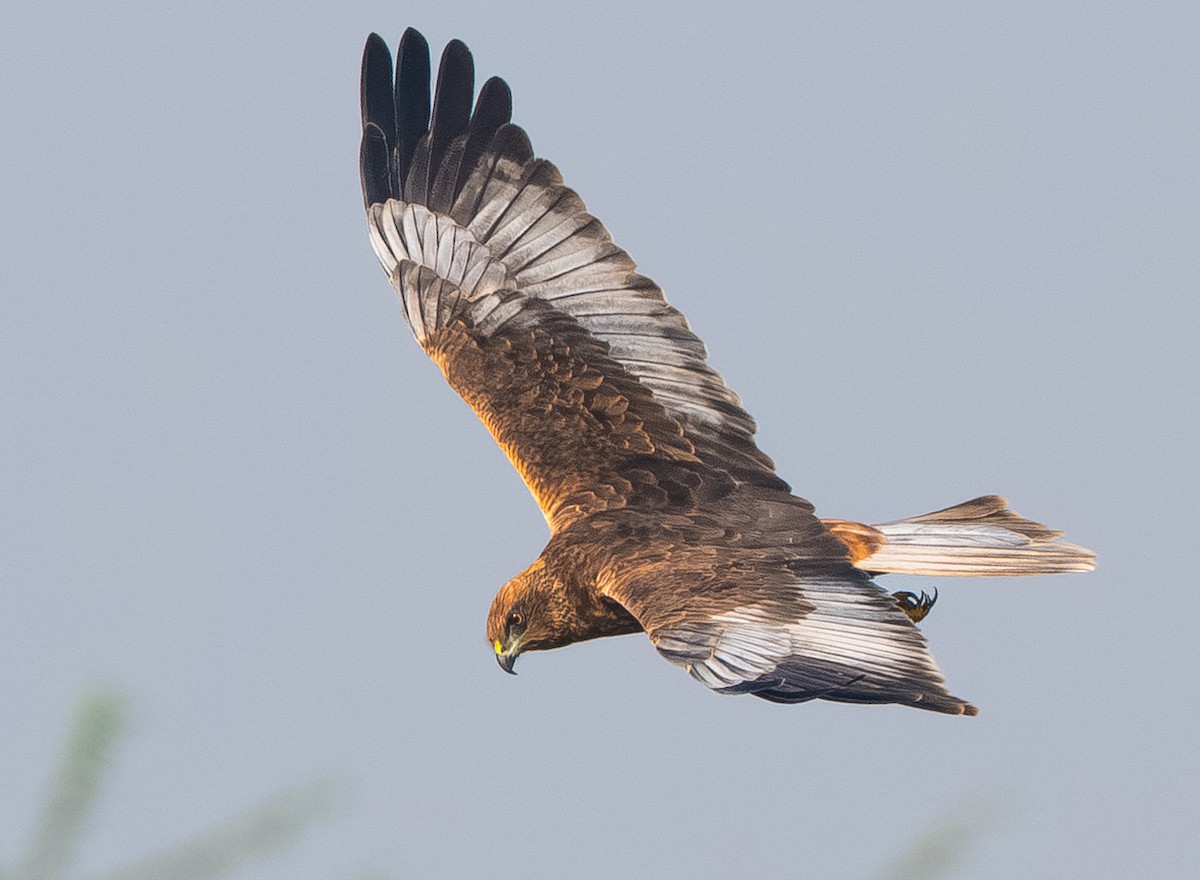 Western Marsh Harrier - ML646082836