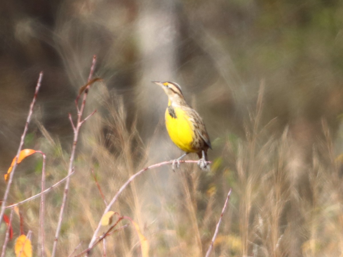 Eastern Meadowlark - ML646082856