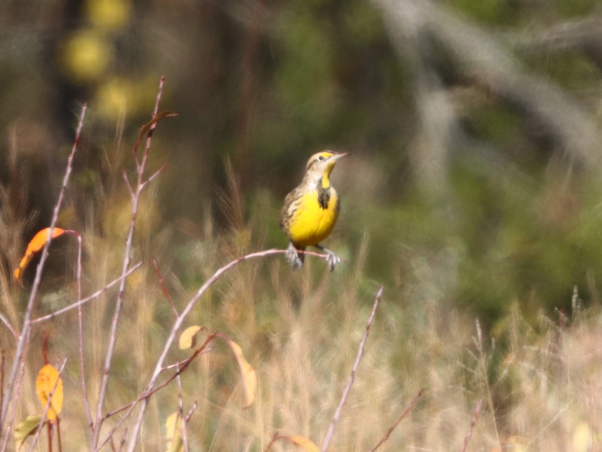 Eastern Meadowlark - ML646082859