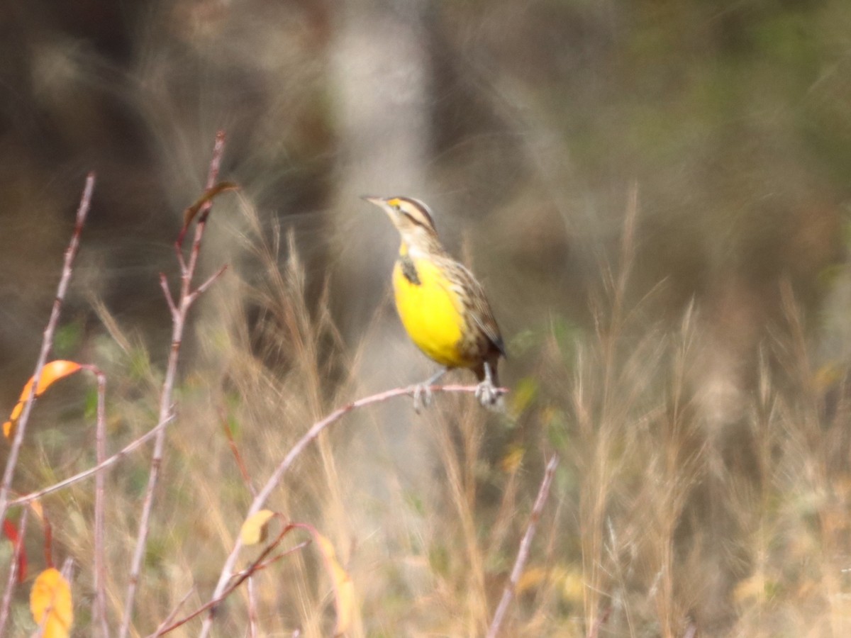 Eastern Meadowlark - ML646082860