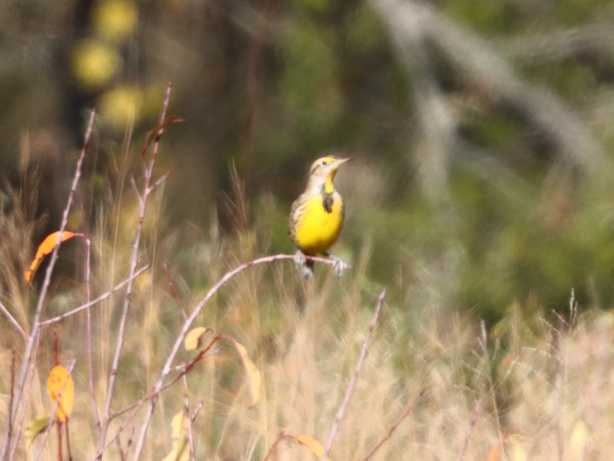 Eastern Meadowlark - ML646082861
