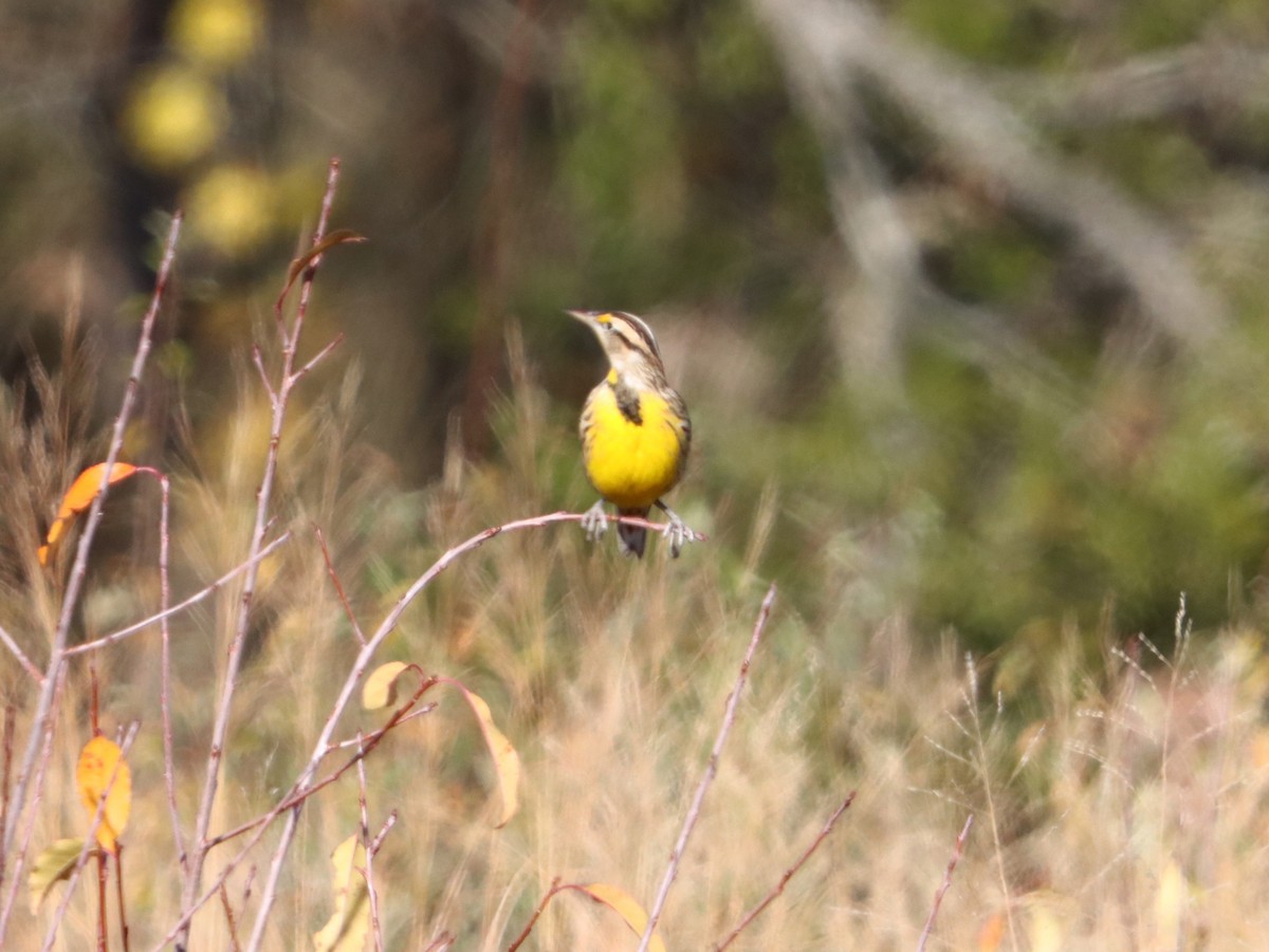 Eastern Meadowlark - ML646082862