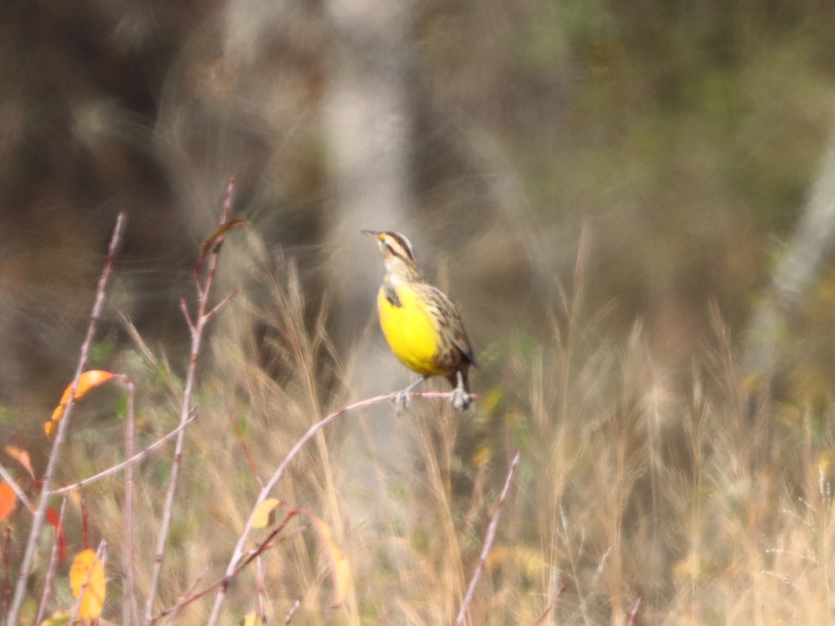 Eastern Meadowlark - ML646082863