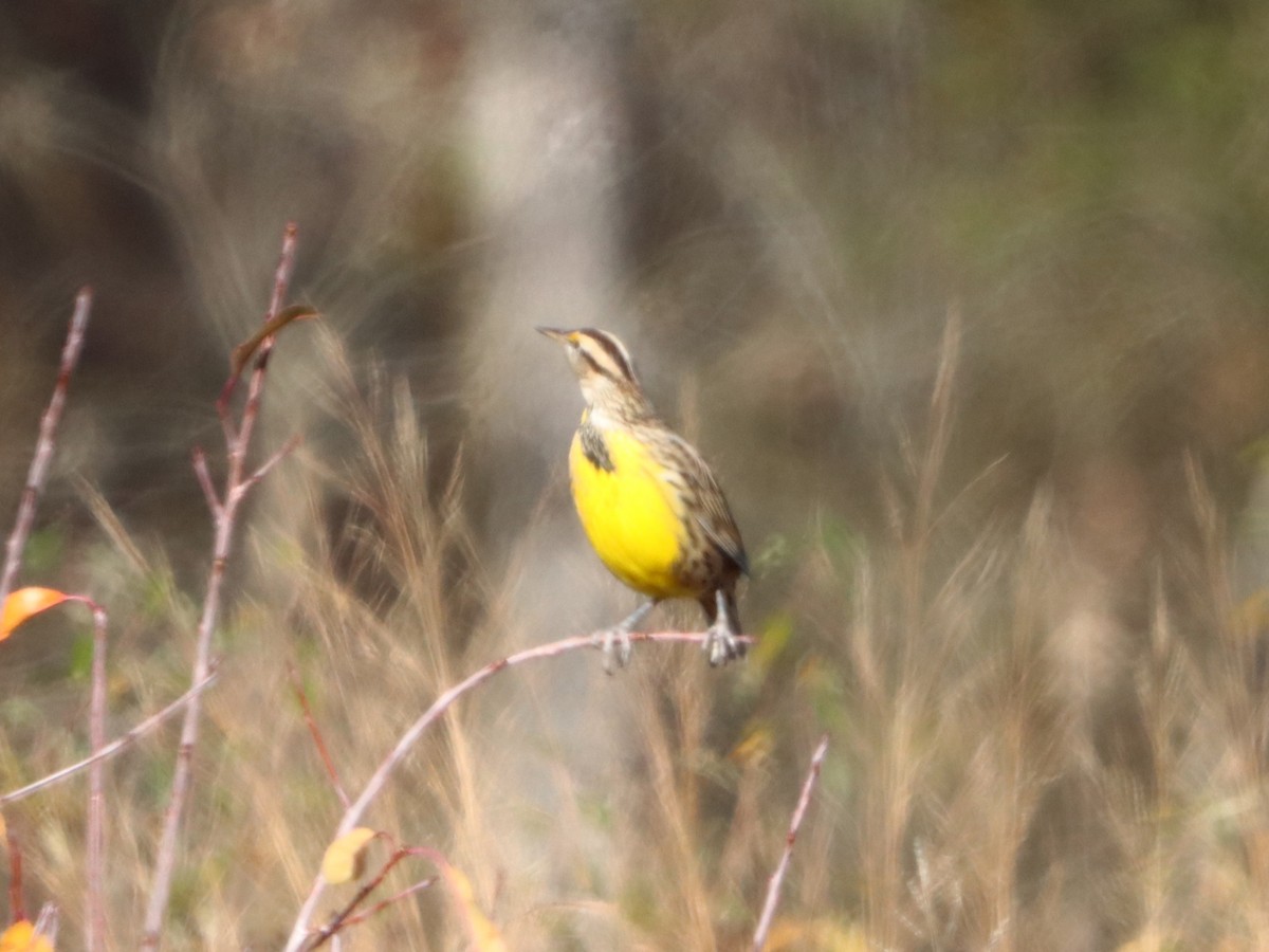 Eastern Meadowlark - ML646082864