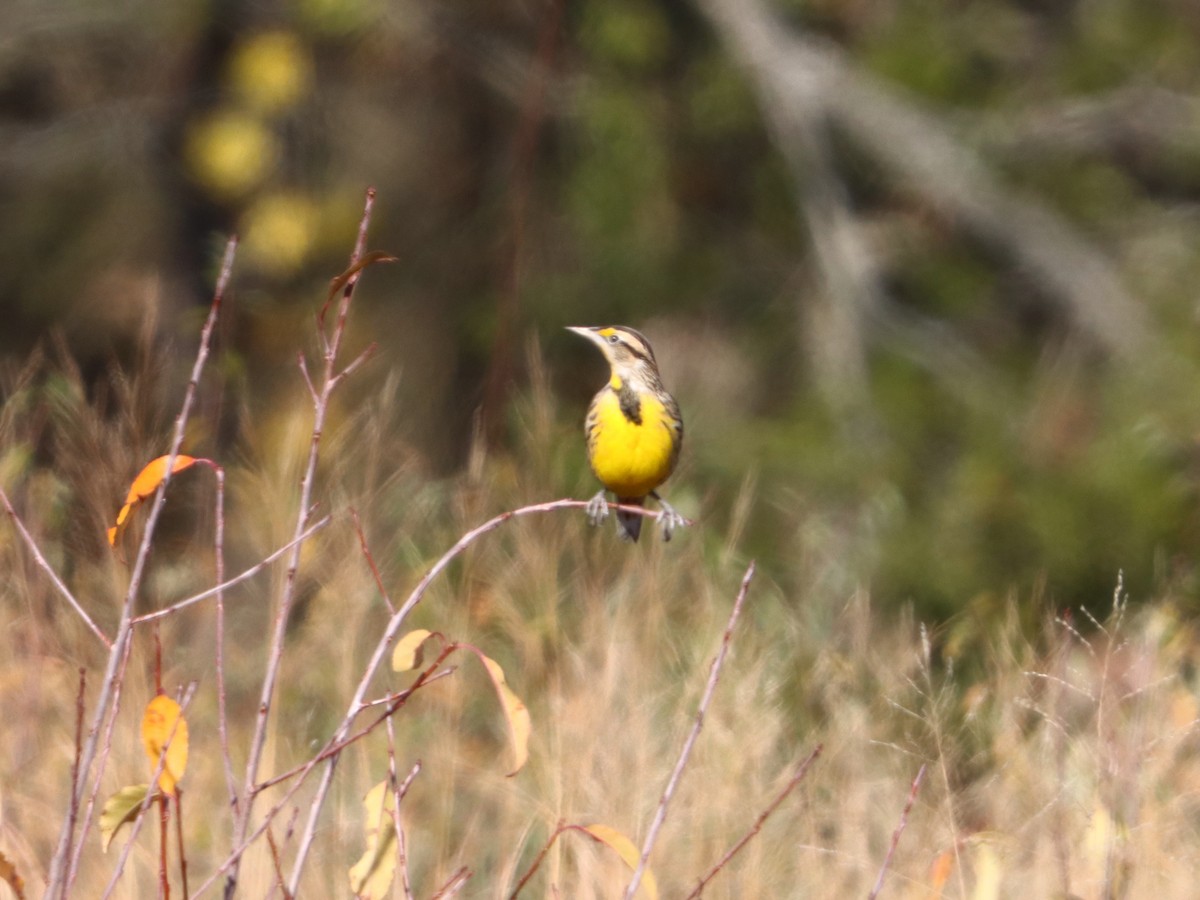 Eastern Meadowlark - ML646082865