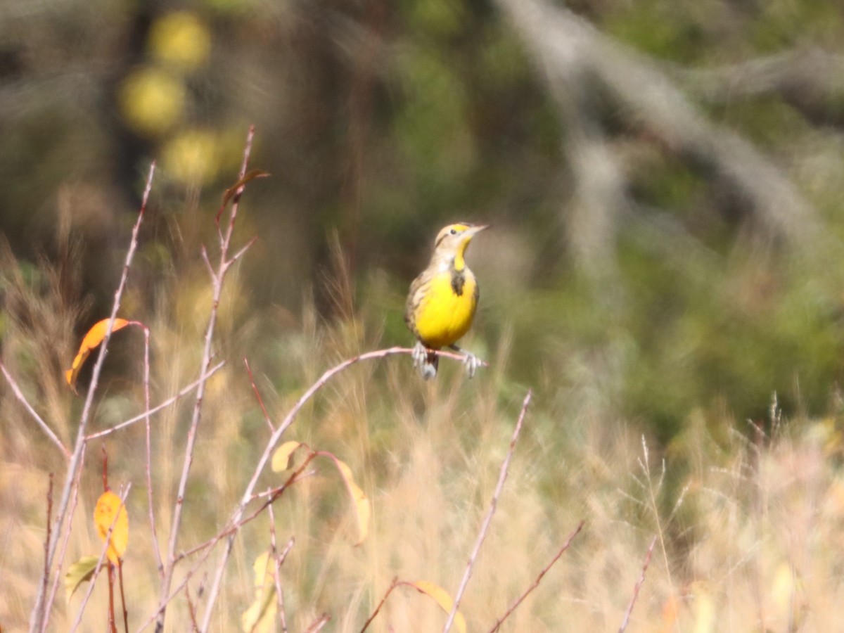 Eastern Meadowlark - ML646082866
