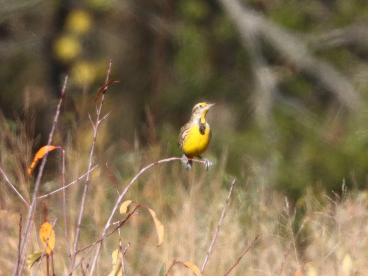 Eastern Meadowlark - ML646082867