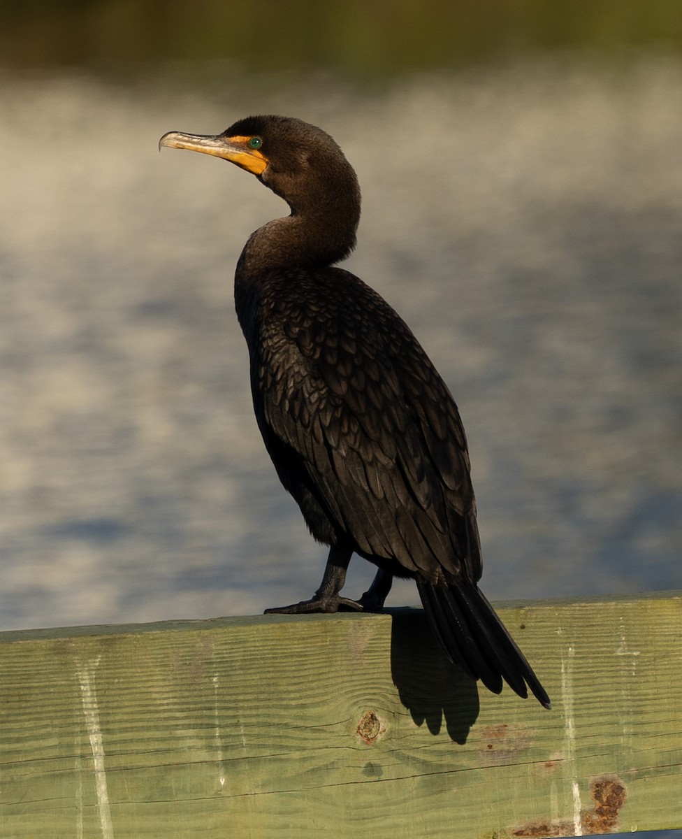 Double-crested Cormorant - ML646082878