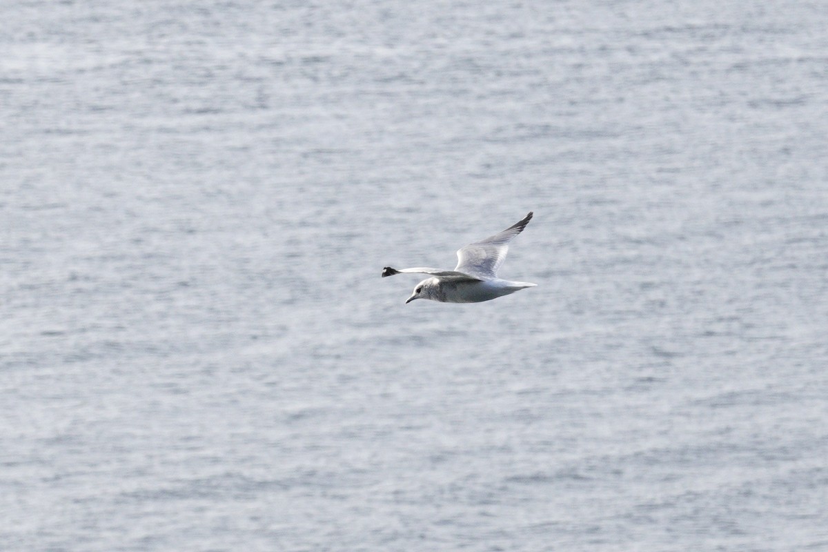 racek aljašský - ML646082879