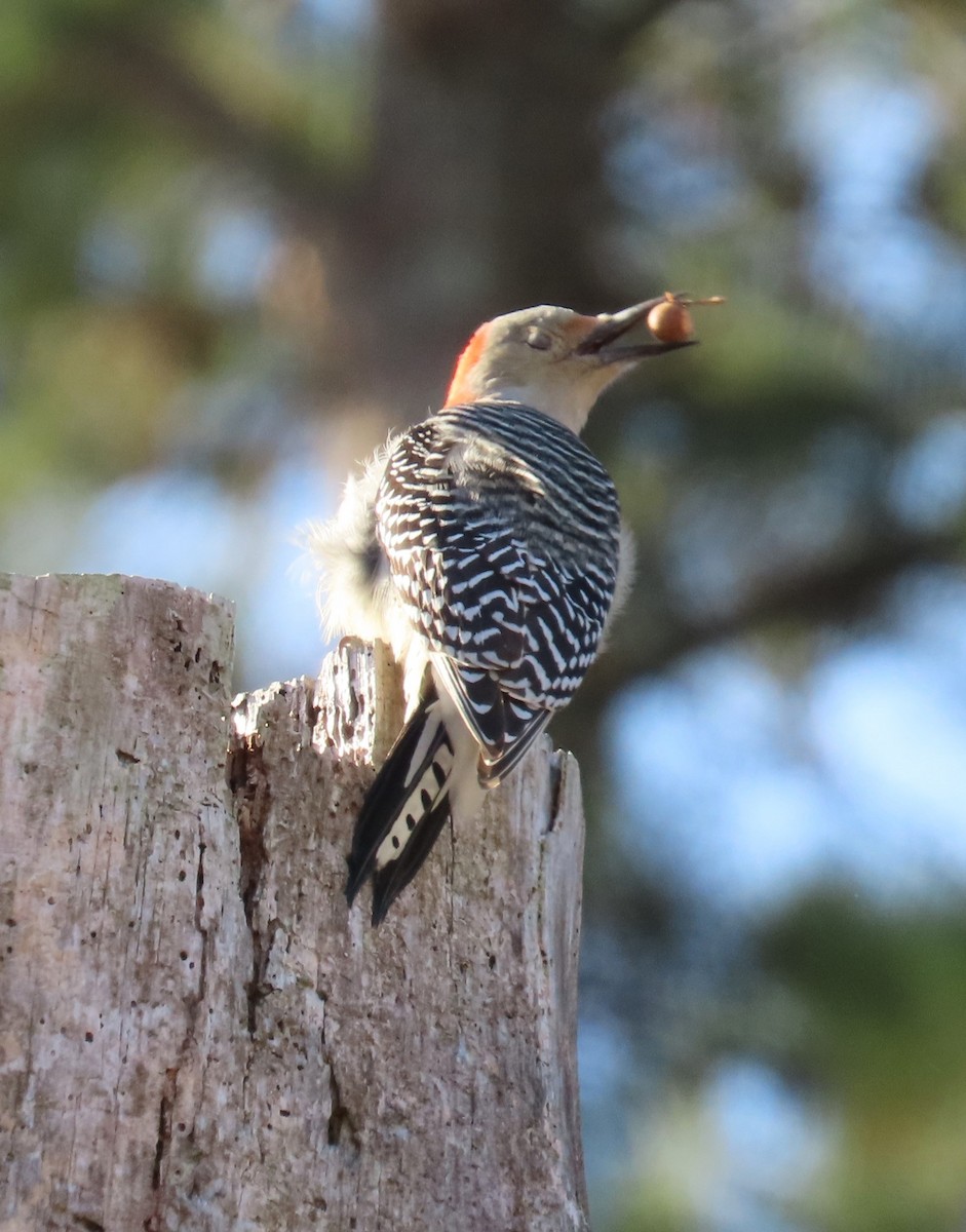 Red-bellied Woodpecker - ML646082881
