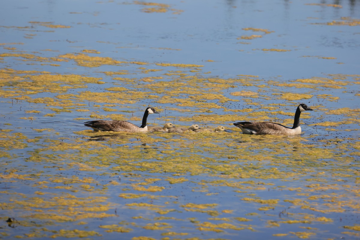 ברנטה קנדית - ML646082890