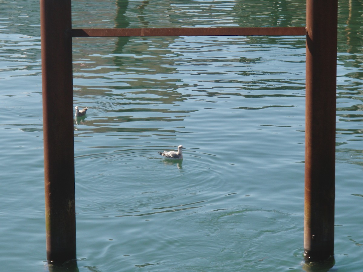 California Gull - ML646082892