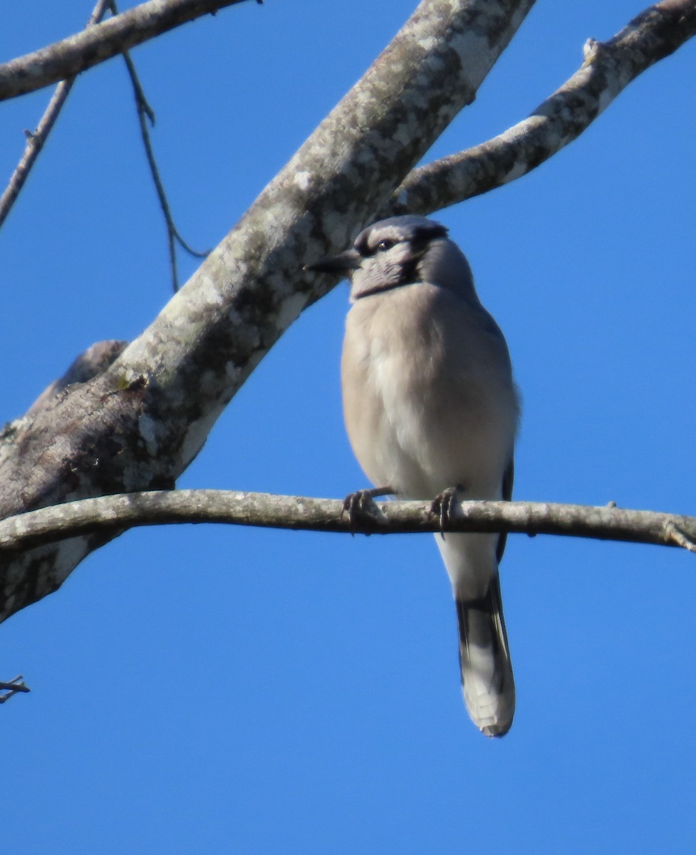 Сизойка блакитна - ML646082901