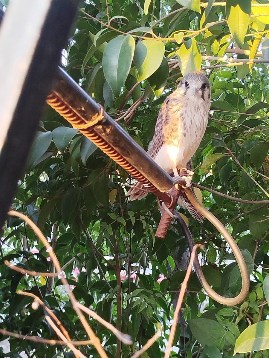 American Kestrel - ML646082902