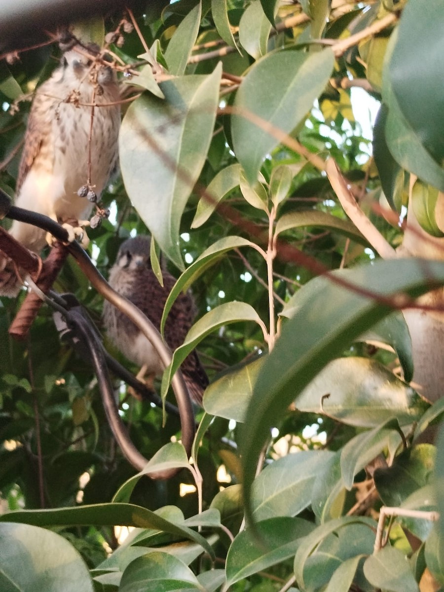 American Kestrel - ML646082911