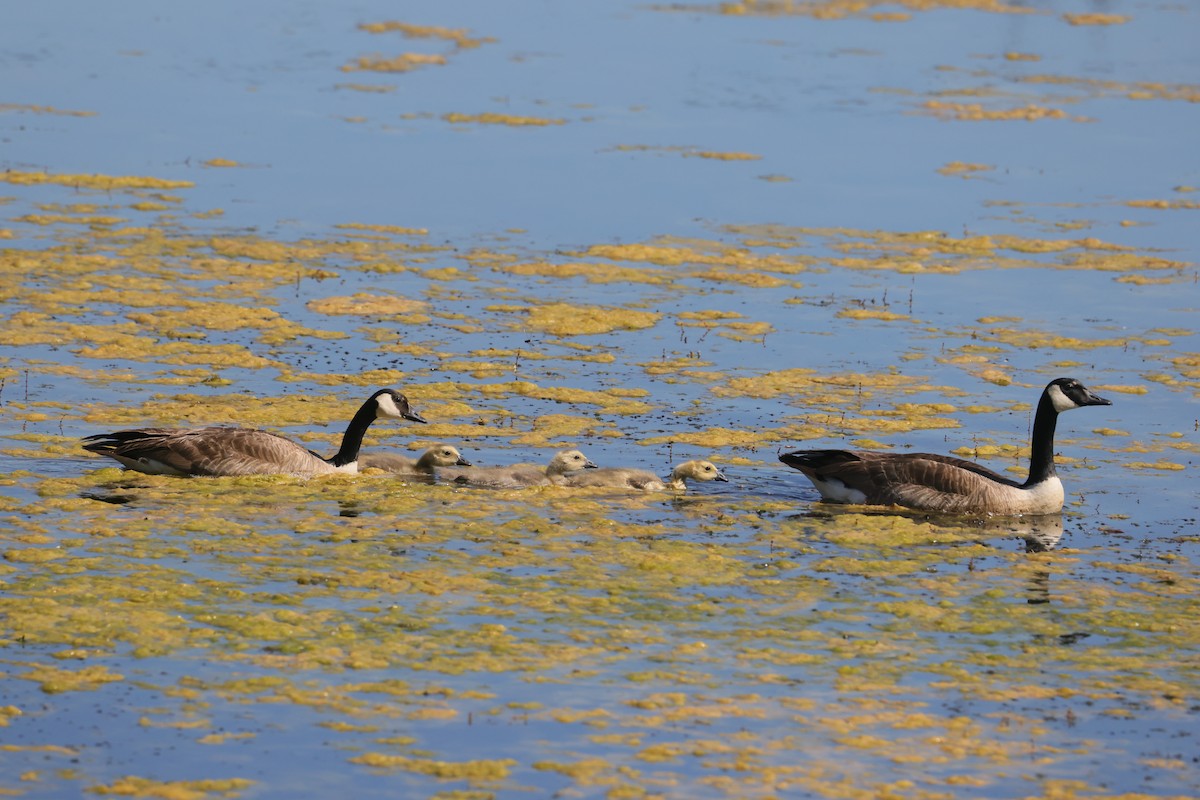 ברנטה קנדית - ML646082913