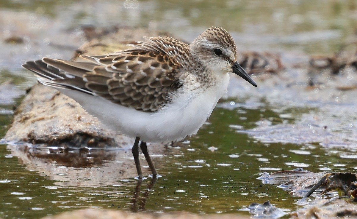 jespák srostloprstý - ML646082918