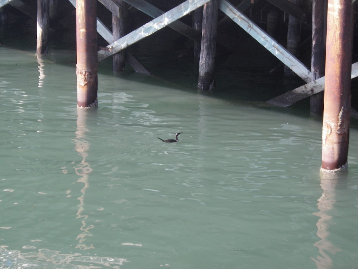 Pelagic Cormorant - ML646082919