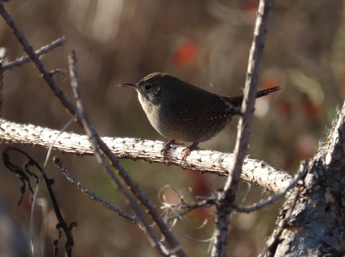 Northern House Wren - ML646082922