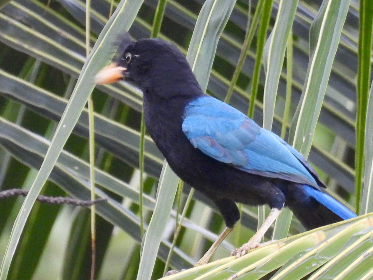 ヌレバカケス - ML646082923