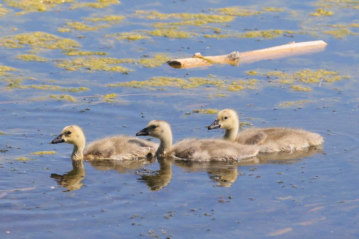 ברנטה קנדית - ML646082927