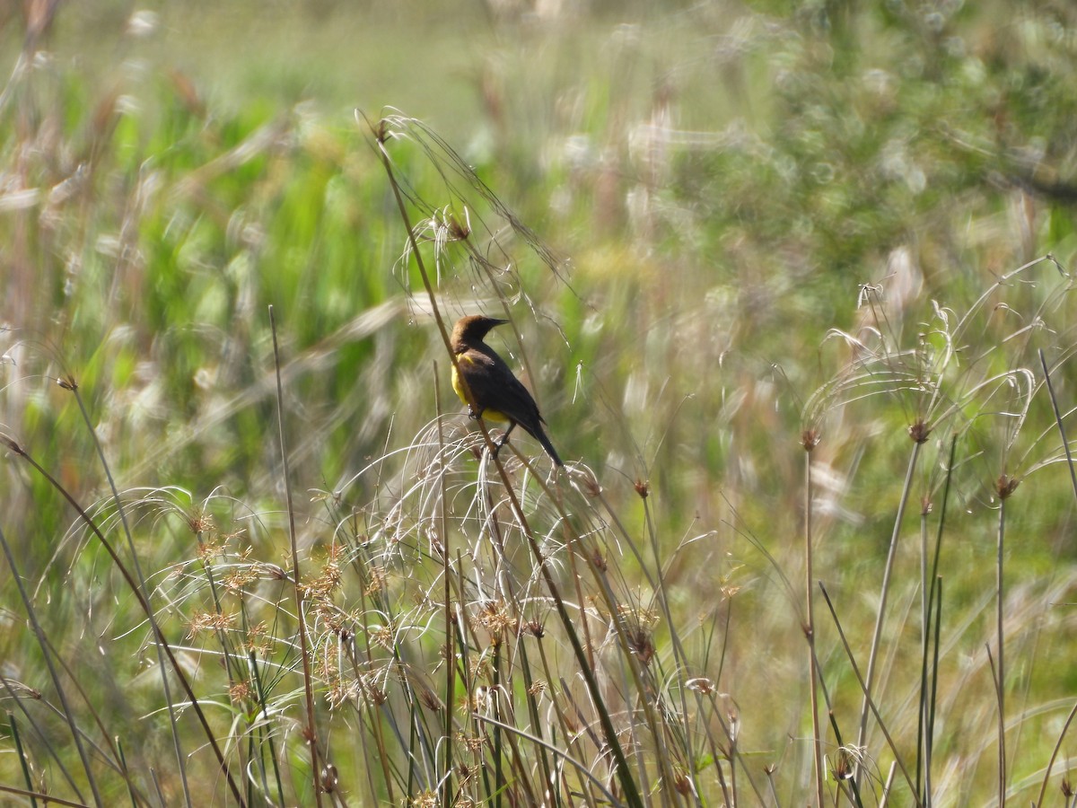 Brown-and-yellow Marshbird - ML646082934