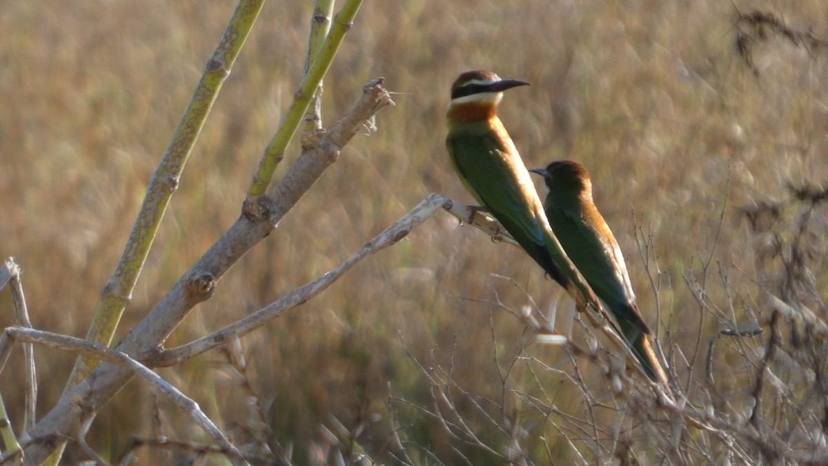 Olive Bee-eater - ML646082943