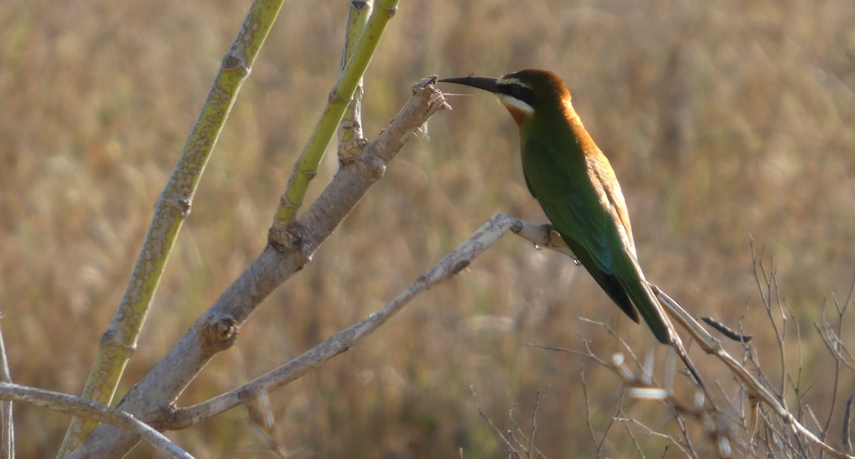 Olive Bee-eater - ML646082944