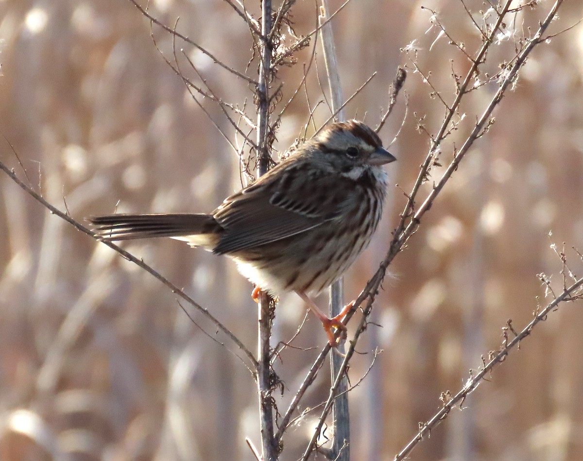 Song Sparrow - ML646082946