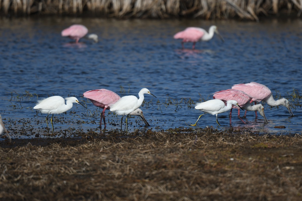 Косар рожевий - ML646082953