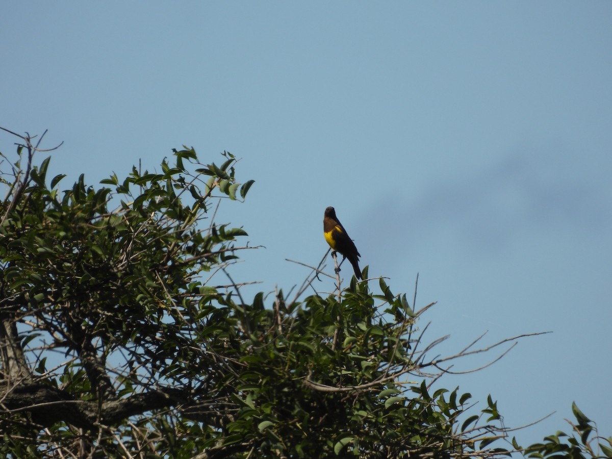 Brown-and-yellow Marshbird - ML646082954