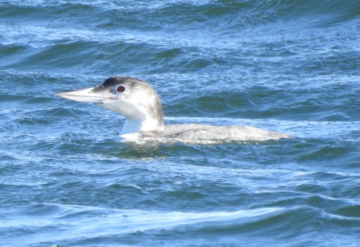 Common Loon - ML646082955