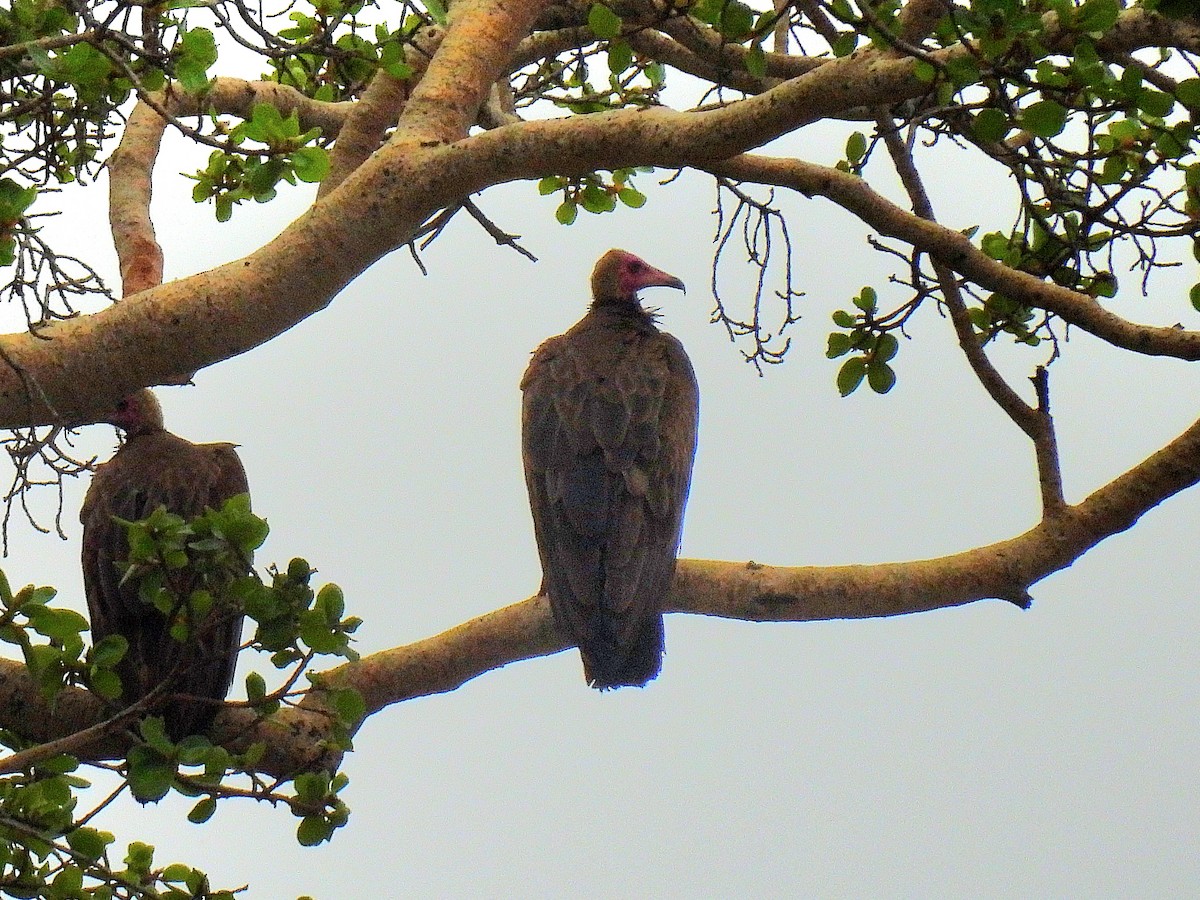 Hooded Vulture - ML646082964
