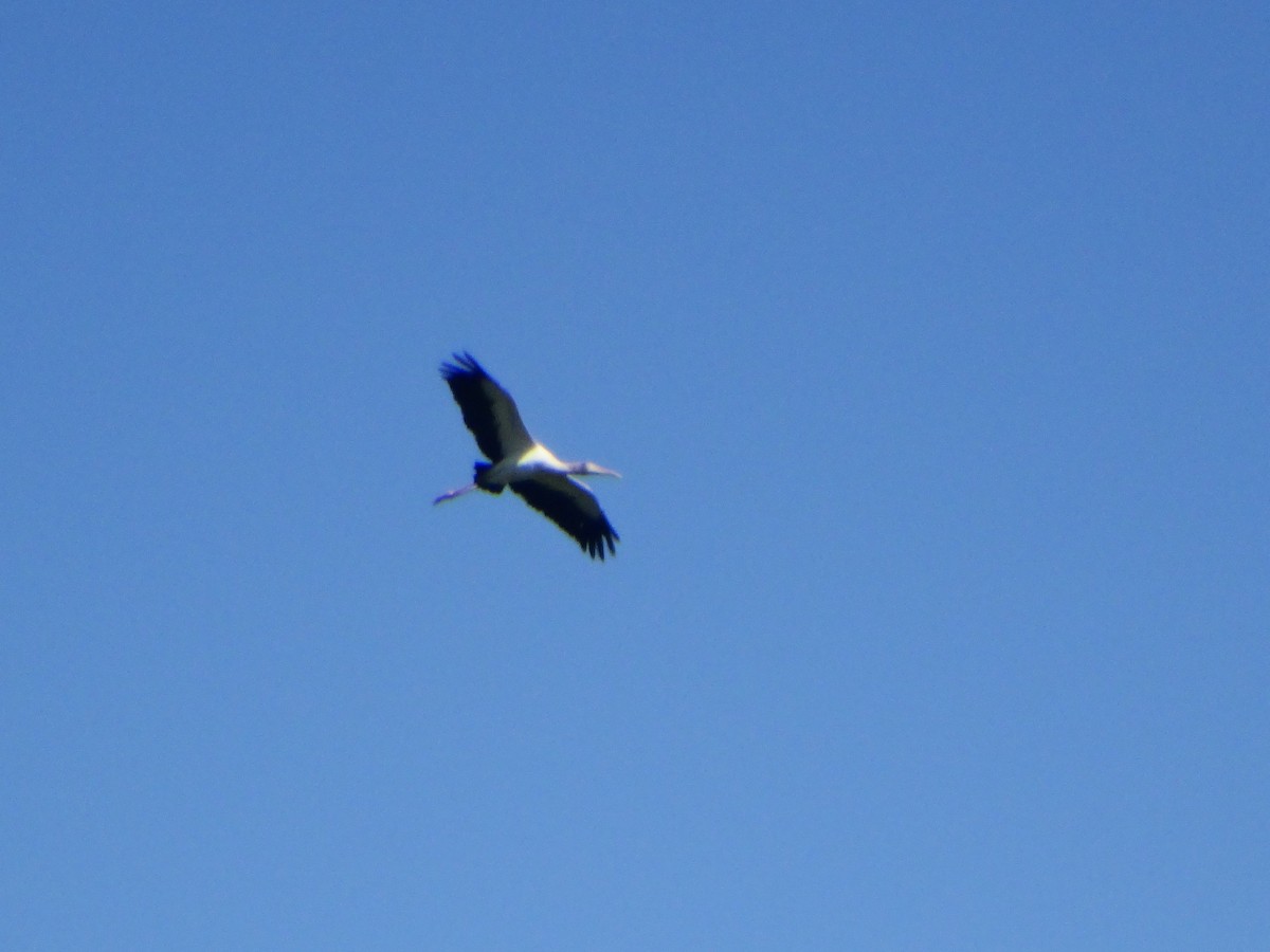 Wood Stork - ML646082965