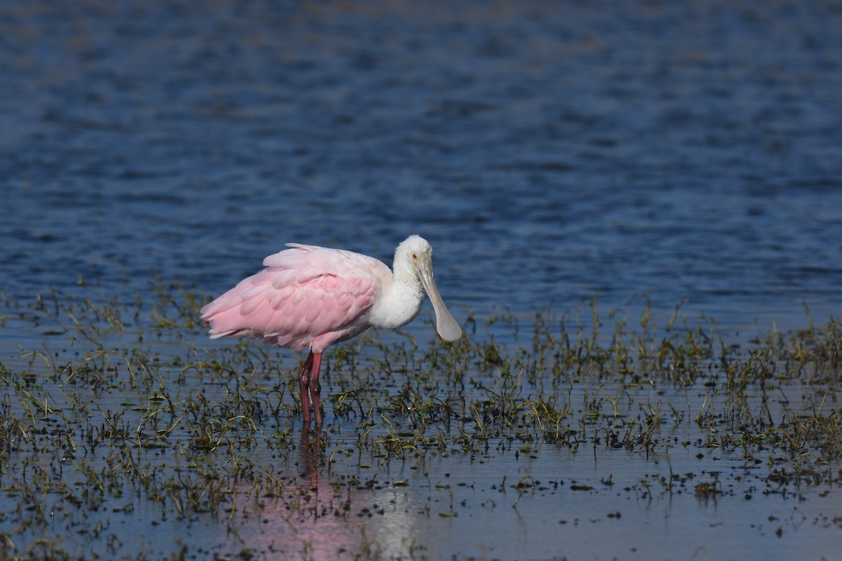 Косар рожевий - ML646082968